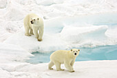 A polar bear, Ursus maritimus, and her cub walking across pack ice.