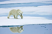 A polar bear sniffing along pack ice as it hunts.