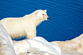 Eisbär, Ursus maritimus, auf dem Packeis am Rande des Wassers.