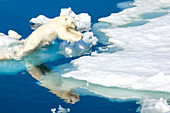 Eisbär, Ursus maritimus, auf Packeis am Rande des Wassers.