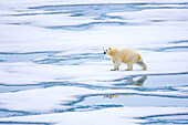 A polar bear on pack ice.