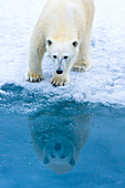 Eisbär, Ursus maritimus, auf Packeis.