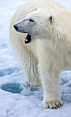 Eisbär, Ursus maritimus, auf Packeis.