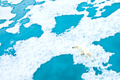 Overhead view of a polar bear on pack ice.