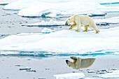 Reflection of polar bear (Ursus maritimus) as it wanders across pack ice in the Canadian Arctic.