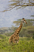 A Giraffe under an acacia tree in Ngorongoro Crater