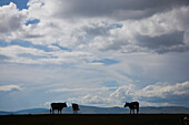 Cows silhouetted on the Mongolian steppe.