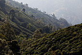 Teepflanzen bedecken den Berghang im Bezirk Ilam.