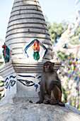 Ein Rhesus-Makaken-Affe, Macaca mulatta, sitzt auf einer heiligen Stupa.