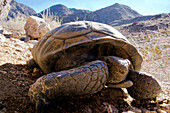 A gopher tortoise in Joshua Tree National Park.