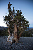 A bristlecone pine, a long-living species of tree found in the higher mountains of the southwest United States.