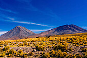 Llama walking through tall grass growing at 14,000 feet elevation in the Atacama Desert.