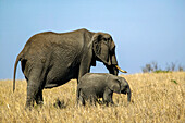 Mother and infant elephants, Loxodonta africana, in Kenya.; Maasai Mara National Reserve, in the Rift Valley, Kenya.