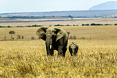 Elefantenmutter und Elefantenbaby, Loxodonta africana, in Kenia; Maasai Mara National Reserve, im Rift Valley, Kenia.