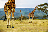 Rothschildgiraffen, Giraffa camelopardalis, Kenia; Lake Nakuru National Park, Rift Valley, Kenia.