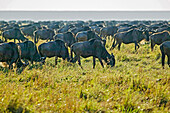 Eine Herde Gnus, Connochaetes taurinus, in der Maasai Mara; Der westliche Teil des Maasai Mara National Reserve, in der Nähe des Mara Flusses, in Kenia.