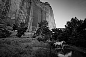 Sheer rock face and a horse walking through a stream below in a tranquil scene by a stream, Canyon De Chelly National Monument; Arizona, United States of America