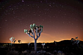 Sternenspuren am Nachthimmel über Joshua-Bäumen (Yucca brevifolia) mit einem goldenen Schein hinter dem Silhouettenhorizont; Joshua Tree National Park, Kalifornien, Vereinigte Staaten von Amerika