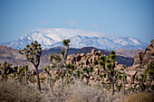 Zerklüftete Landschaft, Yucca-Palmen und Bergkette, Joshua Tree National Park; Kalifornien, Vereinigte Staaten von Amerika