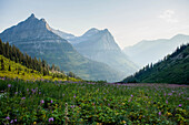 Meadow of purple wildflower in front of the majestic mountain peaks covered in hazy sunlight in Glacier National Park; West Glacier, Montana, United States of America