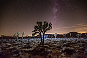 Arid landscape in front of a ridge of rock formations with the glow of the sunset on the horizon and stars and the Milky Way over a Joshua Tree (Yucca brevifolia); Joshua Tree National Park, California, United States of America
