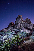Stachelige Wüstenpflanzen vor Felsformationen unter dem nächtlichen Sternenhimmel; Joshua Tree National Park, Kalifornien, Vereinigte Staaten von Amerika