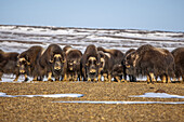 Muskoxen protect their young by forming a circle.