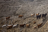 Schafe und Ziegen erklimmen einen staubigen Hügel in der Mongolei.