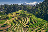 Luftaufnahme der Kotek Reisterrasse und des tropischen Waldes, der den Hügel und einen silhouettierten Berg im fernen blauen Himmel umgibt; Tabanan, Bali, Indonesien