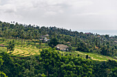Blick auf Farmgebäude am Hang mit Reisfeldern und tropischen Pflanzen in Sambangan im Sukasada District; Buleleng, Bali, Indonesien
