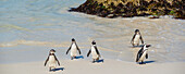 Close-up of South African penguins (Spheniscus demersus) standing in the water along the water's edge on Boulders Beach in Simon's Town; Cape Town, Western Cape Province, South Africa