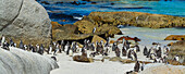 Eine Kolonie südafrikanischer Pinguine (Spheniscus demersus) am Boulders Beach am Wasser in Simon's Town; Kapstadt, Provinz Westkap, Südafrika
