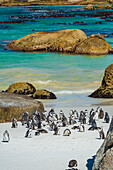 A colony of South African penguins (Spheniscus demersus) along Boulders Beach at the water's edge in Simon's Town; Cape Town, Western Cape Province, South Africa