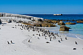 Eine Kolonie südafrikanischer Pinguine (Spheniscus demersus) am Boulders Beach am Wasser in Simon's Town mit dem Roman Rock Lighthouse in der Ferne am Horizont; Kapstadt, Westkap Provinz, Südafrika