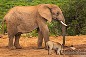 African elephant (Loxodonta) standing beside a warthog (Phacochoerus africanus) at a watering hold in Addo Elephant National Park under a stormy sky; Eastern Cape, South Africa