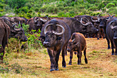 Eine Herde afrikanischer Kap-Büffel (Syncerus caffer caffer) läuft durch die Savanne im Addo Elephant National Park Marine Protected Area; Ostkap, Südafrika