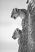 Porträt von zwei Löwenjungen (Panthera leo), die aus einem Baum herausschauen; Serengeti, Tansania