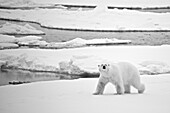 Eisbär (Ursus maritimus) beim Überqueren des Eises in der Arktis; Svalbard, Svalbard und Jan Mayen, Nordnorwegen
