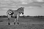 Portrait eines Burchell's Zebras (Equus quagga burchellii), das auf einer grasbewachsenen Bank in der Savanne im Grumeti Serengeti Tented Camp steht, sich umdreht und umschaut; Grumeti, Tansania