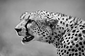 Close-up portrait of a cheetah (Acinonyx jubatus) looking out into the savanna in the Serengeti; Tanzania