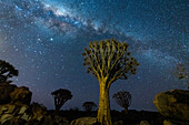 Köcherbäume (Aloidendron dichotomum) und die Milchstraße; Kunene Region, Namibia