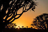 Morgendämmerung im Köcherbaumwald mit Silhouette der Köcherbäume (Aloidendron dichotomum) und goldenem Sonnenaufgang, nahe Keetmanshoop; ?Karas Region, Namibia