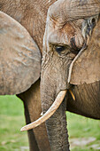 Afrikanischer Busch-Elefant (Loxodonta africana), Porträt, in Gefangenschaft; Tschechische Republik