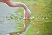 Nahaufnahme eines chilenischen Flamingos (Phoenicopterus chilensis) mit Kopf im Wasser, in Gefangenschaft; Bayern, Deutschland
