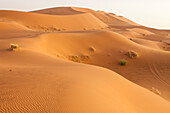Sand dunes in the Sahara near Erg Chebbi, Morocco are illuminated in soft light; Erg Chebbi, Morocco