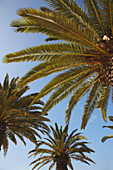 Palm trees in the cit of Cagliari, southern Sardinia, Italy.; Cagliari, Sardinia, Italy.
