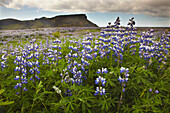 Alaska Lupines (Lupinus nootkatensis) in flower in Iceland.; Vik, Iceland.
