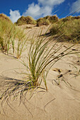 Marram grass, Ammophila arenaria, colonizing a sand a dune at Woolacombe Beach, Devon, Great Britain.; Woolacombe, Ilfracombe, Barnstaple, north Devon, southwest England, Great Britain, United Kingdom.