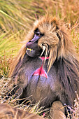 Close-up portrait of a gelada (Theropithecus gelada), bleeding-heart monkey; Ethiopia