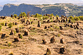 Herde von Gelada (Theropithecus gelada), blutende Herzaffen, sitzend in einem Feld auf einem Berggipfel auf der Suche nach Nahrung; Äthiopien